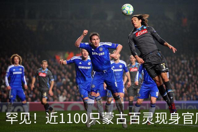 罕见！近1100只蒙古百灵现身官厅水库